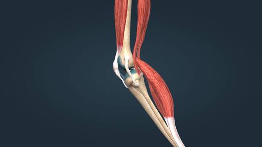 人体骨骼膝关节髌骨关节囊膝关节屈后伸动画视频素材模板下载