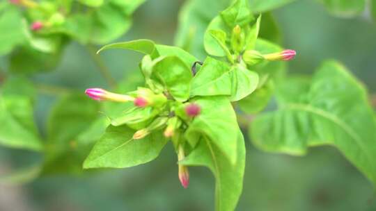 牵牛花 喇叭花 大牵牛 旋花科 紫色的