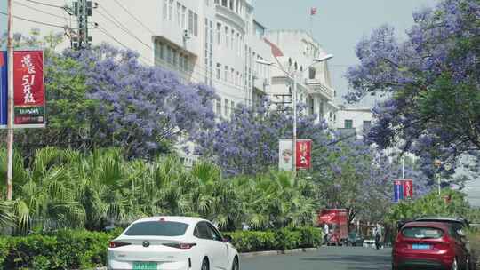 街道两旁蓝花楹与车辆景象