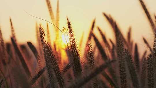 黄昏夕阳下微风吹动的唯美狗尾巴草