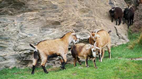 新西兰皇后镇Deer park动物羊打架慢动作