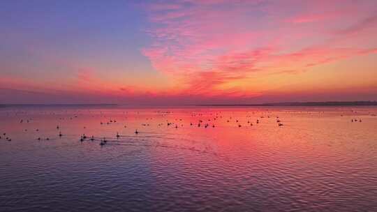 候鸟群飞 鄱阳湖日落