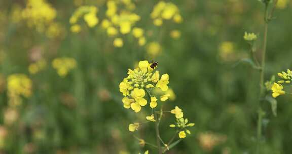 春天油菜花蜜蜂采蜜慢镜