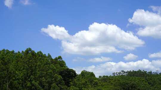 森林天空树林蓝天白云夏天森林生态自然风光