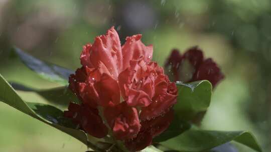 5K-雨中杜鹃，杜鹃花开，花朵水滴慢镜头