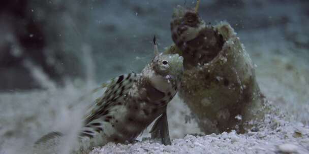 海湾信号Blenny，鱼，水下，油菜