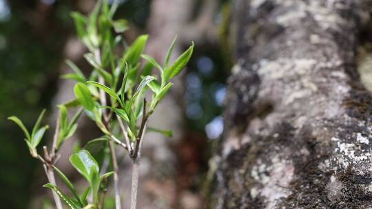 千年古茶树