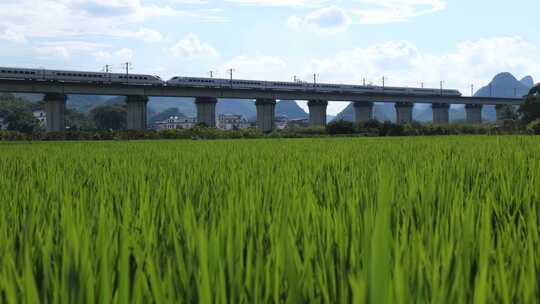 绿色的稻田边高架桥上疾驰的高铁列车