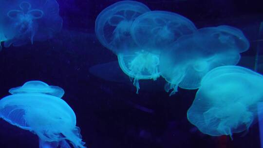 瘤手水母海底世界深海水母