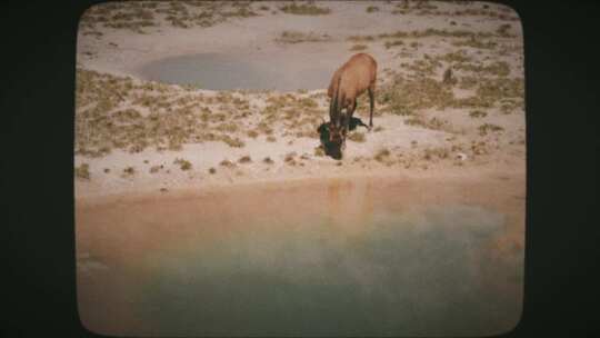 鹿试水温泉8mm胶片风格