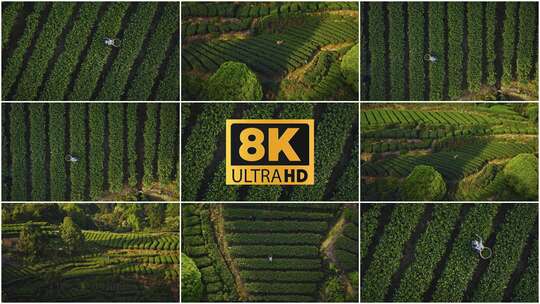 8K炸裂航拍-俯拍采茶茶农茶山茶园生态高清在线视频素材下载