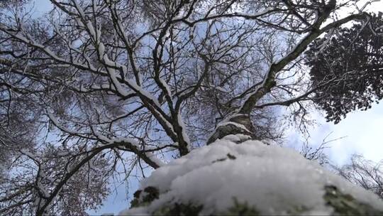 树枝上的积雪