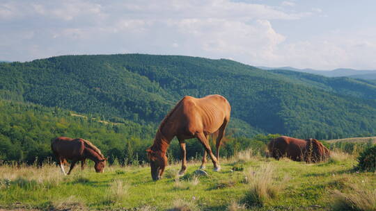 几匹马在山谷里吃草视频素材模板下载
