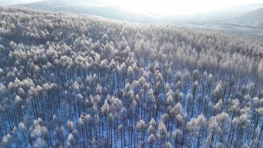 航拍阳光雪林