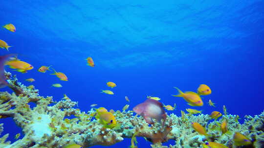 红海珊瑚礁视频素材模板下载