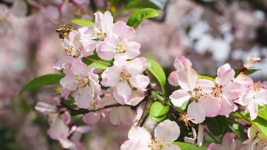 春天苹果花蜜蜂飞舞
