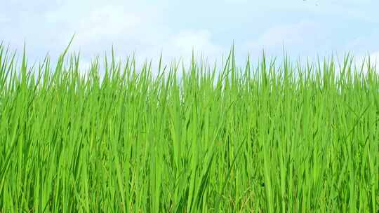 绿色的稻田在蓝天白云吹动