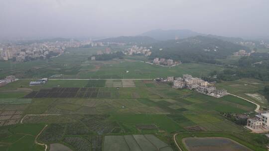 绿油油的稻田航拍