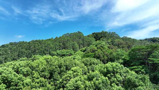 森林天空山峰蓝天白云向上升起拍摄山峰森林