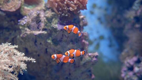 水族馆海洋馆珊瑚鱼类视频素材模板下载