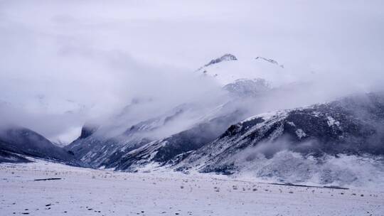 三江源雪山下放牧视频素材模板下载