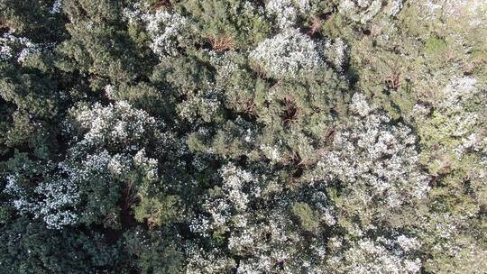 航拍湖南怀化中坡山山茶花盛开