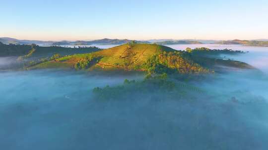 云雾缭绕的茶山