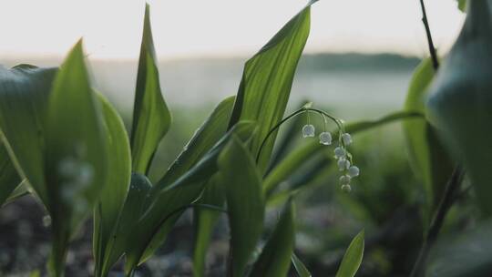 春日阳光逆光植物唯美合集