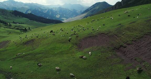 新疆草原风光无限好牛羊满山坡航拍自然风光