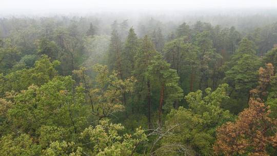 雨季的雾中森林