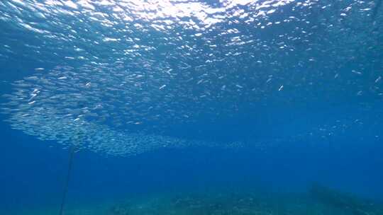 浅滩，鱼，海洋，游泳