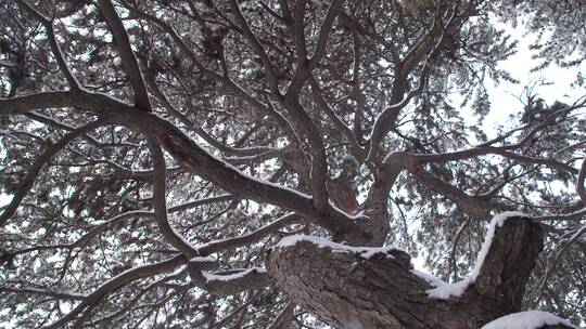 雪从树上落下