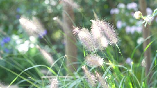 花草鲜花花朵微距特写