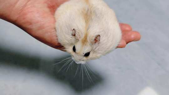手托仓鼠特写画面
