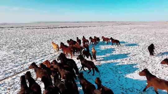 新疆雪原上的野马群