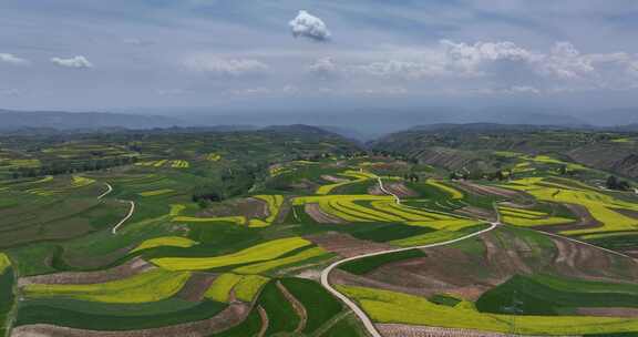 油菜花 油菜花海 乡村振兴 田野