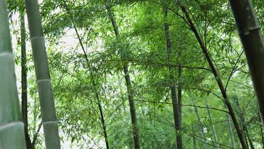 下雨天茂密的竹林枝叶繁茂生机勃勃的景象