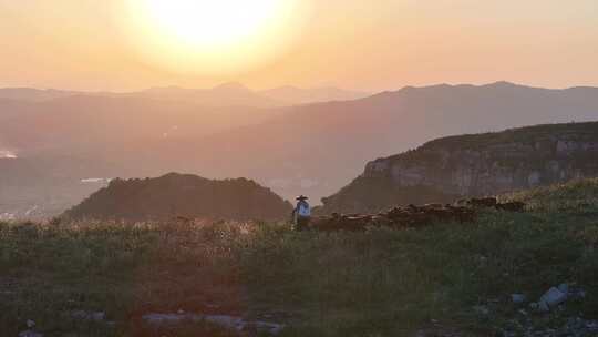 沂蒙黑山羊