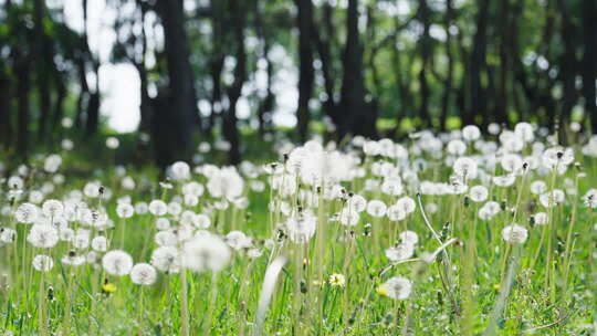 唯美写意意境空镜头秋分逆光桂花树叶阳光