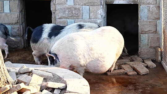 猪 野猪 肥猪 动物 猪肉 野生动物