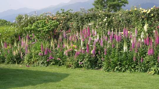 花园花香花巷绿植花海