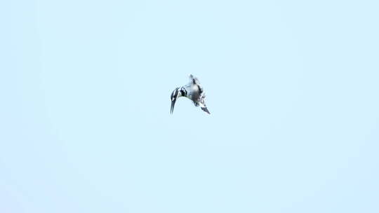 空中悬停飞行的小鸟斑鱼狗