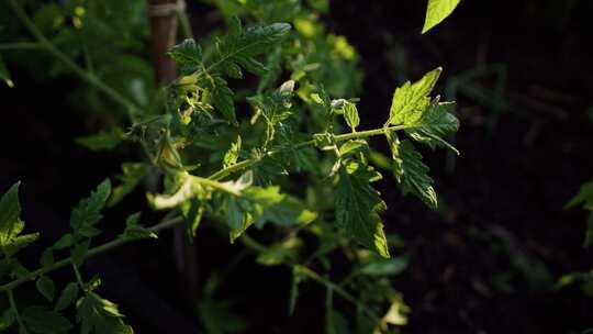 番茄，植物，蔬菜，花园