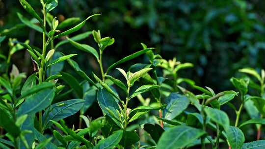 阳光下的茶园绿茶茶树叶子茶籽光影