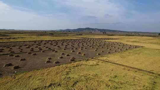 黑龙江北大荒五常秋收收割的水稻田航拍视频素材模板下载