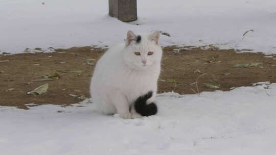 冬季流浪猫白猫在户外看水滴落下视频素材模板下载
