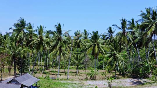 无人机掠过东南亚棕榈树椰子树