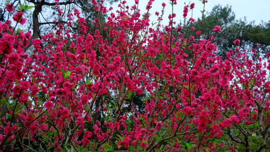 桃花林 树林 春暖花开 桃花坞 桃花园