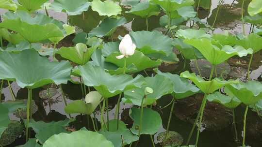 农业种植夏日植物荷花荷叶莲藕实拍