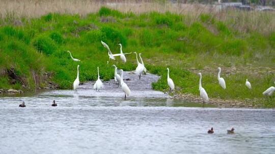 湿地公园一群白鹭